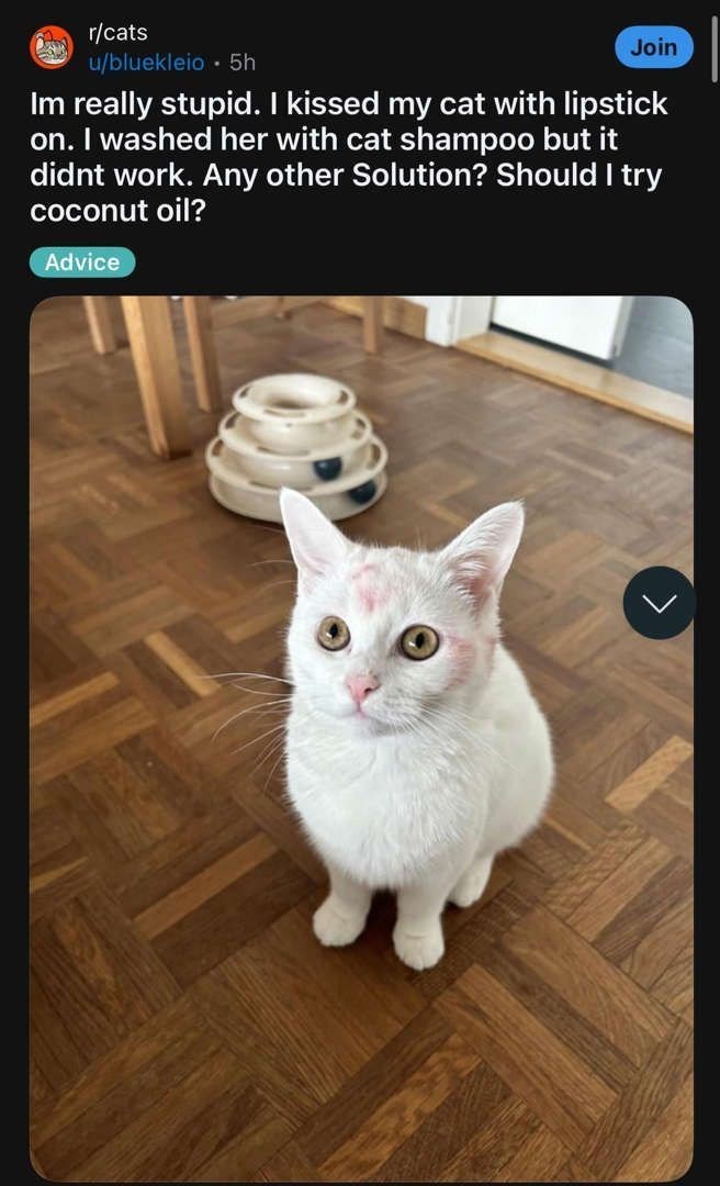 r/cats u/bluekleio. 5h Join Im really stupid. I kissed my cat with lipstick on. I washed her with cat shampoo but it didnt work. Any other Solution? Should I try coconut oil? Advice