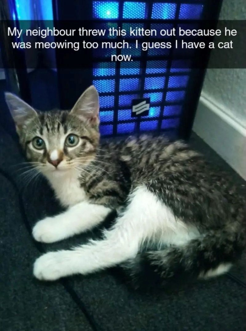 My neighbour threw this kitten out because he was meowing too much. I guess I have a cat now.