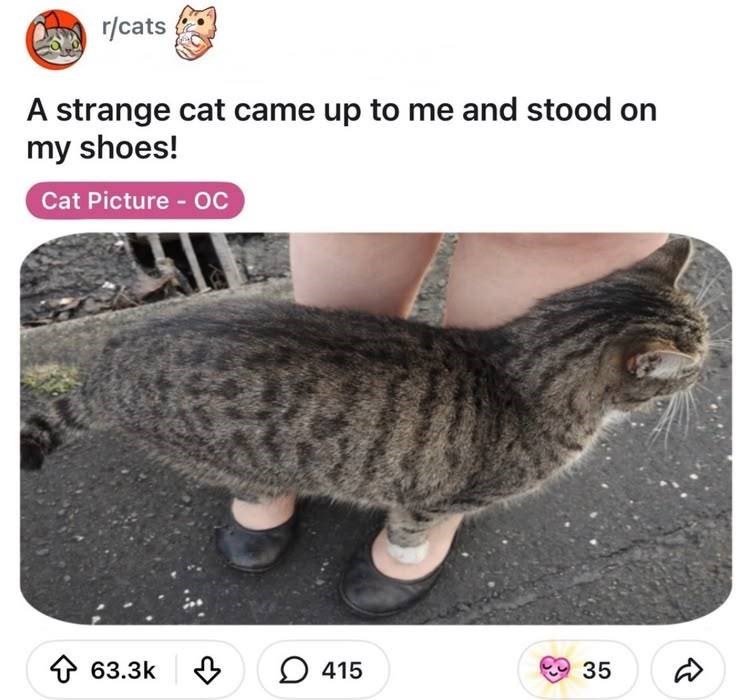 r/cats A strange cat came up to me and stood on my shoes! Cat Picture - OC 63.3k 415 35