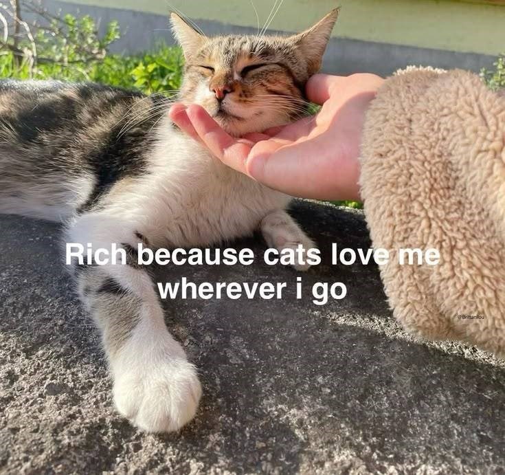 Rich because cats love me wherever i go Brittaniou