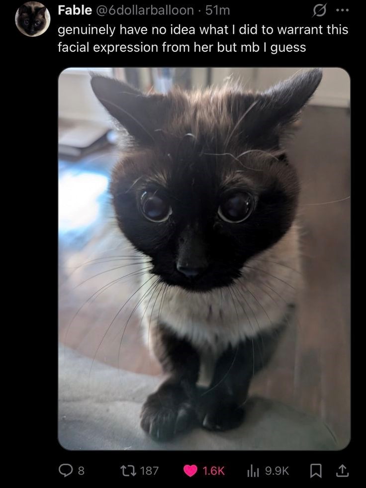 Fable @6dollarballoon 51m genuinely have no idea what I did to warrant this facial expression from her but mb I guess 8 187 1.6K ilil 9.9K