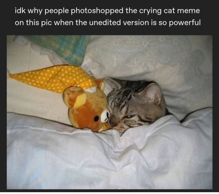 idk why people photoshopped the crying cat meme on this pic when the unedited version is so powerful