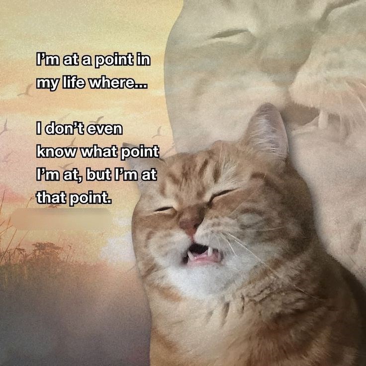 I'm at a point in my life where... I don't even know what point I'm at, but I'm at that point.