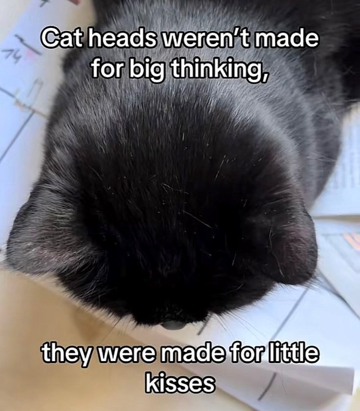 74 Cat heads weren't made for big thinking, they were made for little kisses