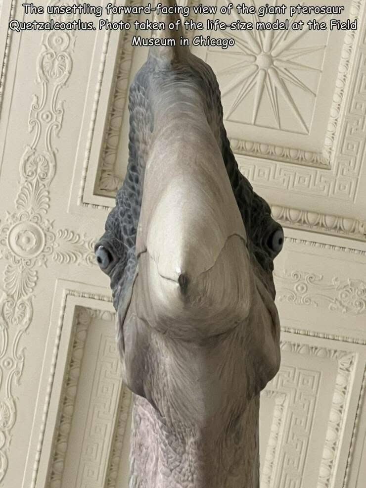 The unsettling forward-facing view of the giant pterosaur Quetzalcoatlus. Photo taken of the life-size model at the Field Museum in Chicago