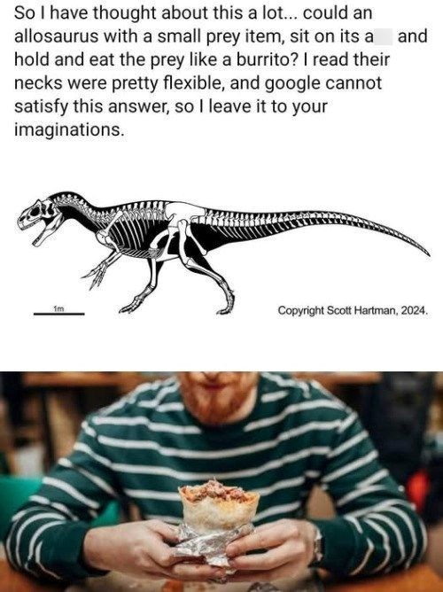 So I have thought about this a lot... could an allosaurus with a small prey item, sit on its a and hold and eat the prey like a burrito? I read their necks were pretty flexible, and google cannot satisfy this answer, so I leave it to your imaginations. 1m Copyright Scott Hartman, 2024.