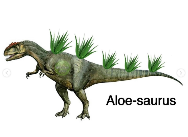 Aloe-saurus