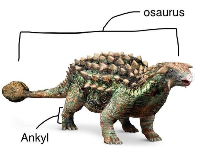 Ankyl osaurus
