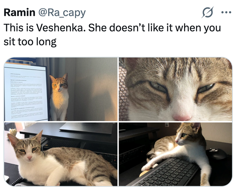 Ramin @Ra_capy This is Veshenka. She doesn't like it when you sit too long