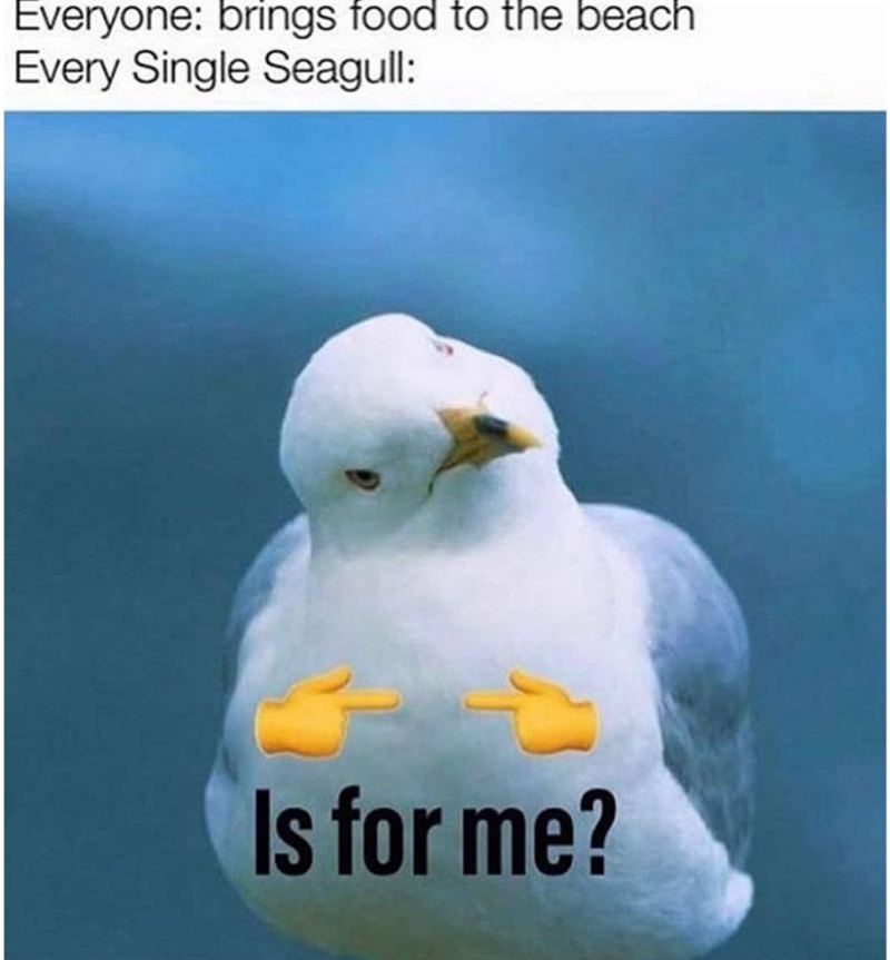 Everyone: brings food to the beach Every Single Seagull: Is for me?