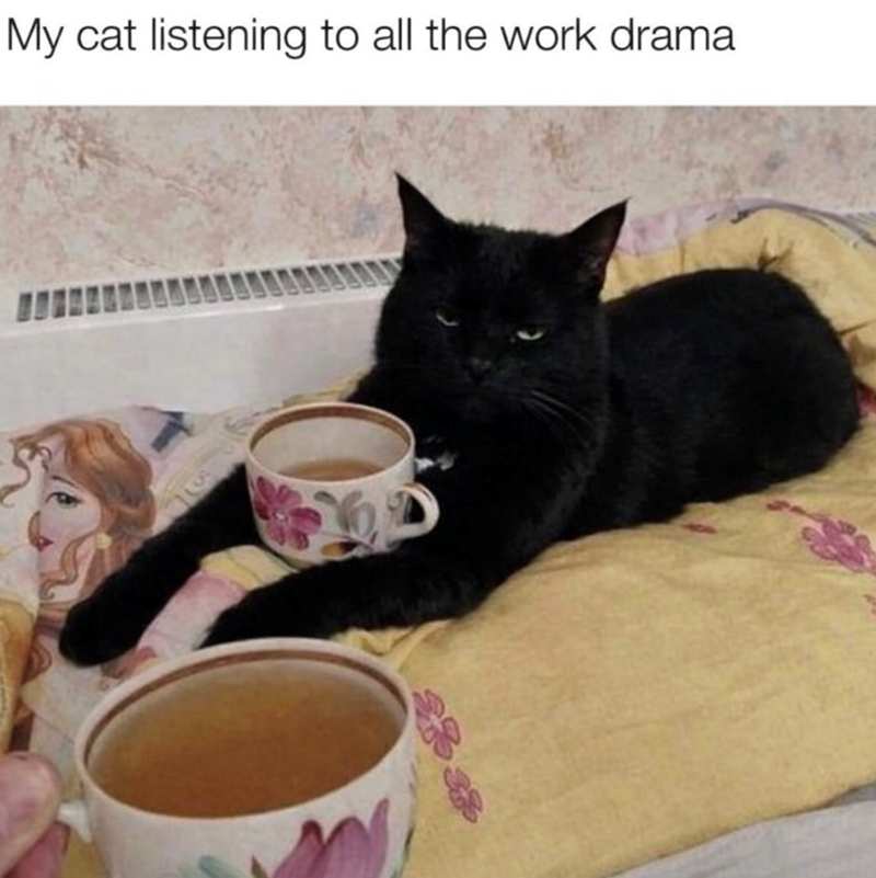 My cat listening to all the work drama