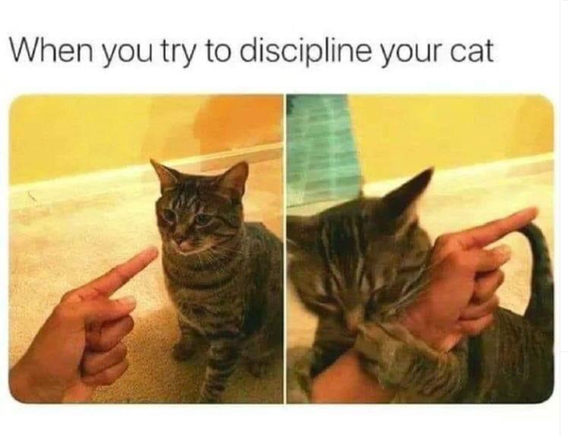 When you try to discipline your cat