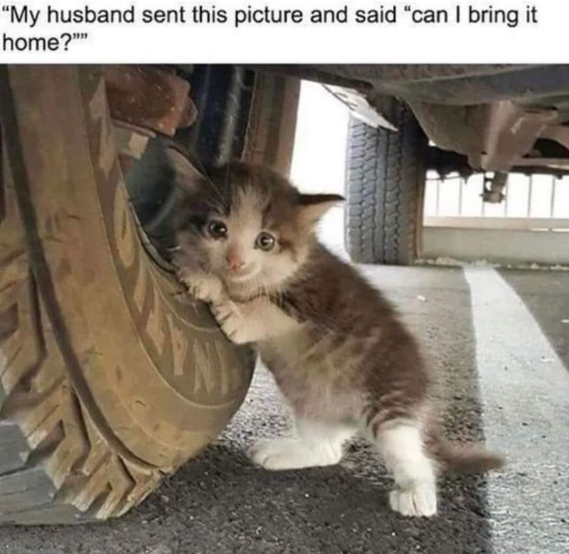 "My husband sent this picture and said "can I bring it home?""