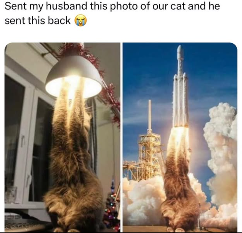 Sent my husband this photo of our cat and he sent this back