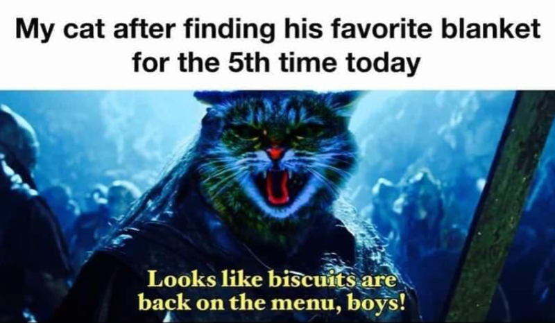My cat after finding his favorite blanket for the 5th time today Looks like biscuits are back on the menu, boys!