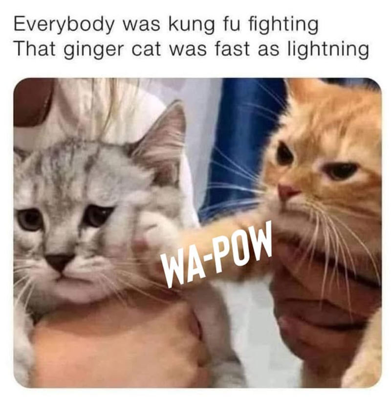 Everybody was kung fu fighting That ginger cat was fast as lightning WA-POW
