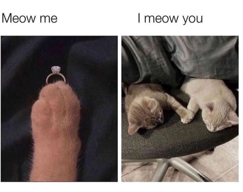 Meow me I meow you