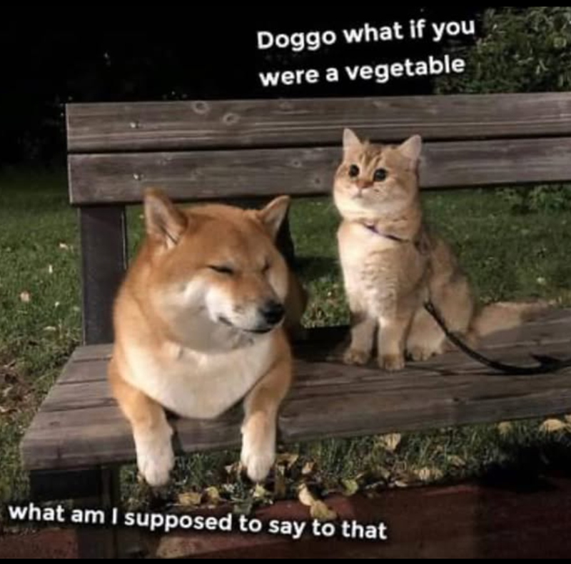 Doggo what if you were a vegetable what am I supposed to say to that
