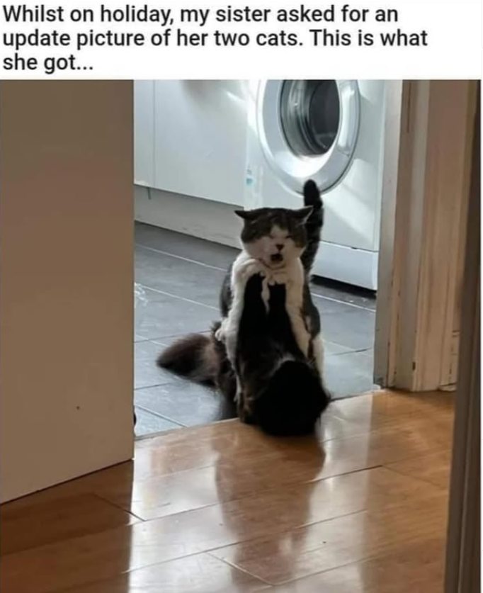 Whilst on holiday, my sister asked for an update picture of her two cats. This is what she got...