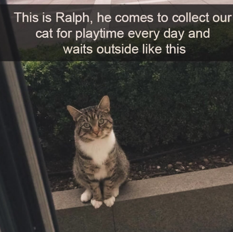 This is Ralph, he comes to collect our cat for playtime every day and waits outside like this