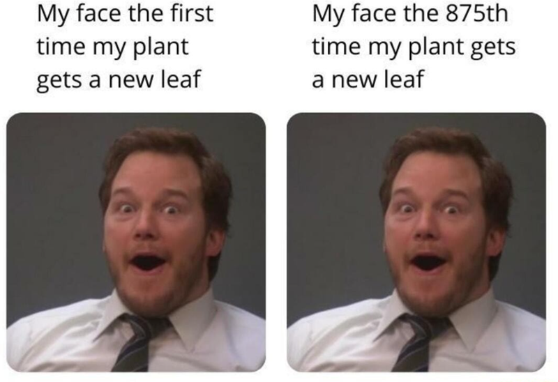 My face the first time my plant gets a new leaf My face the 875th time my plant gets a new leaf