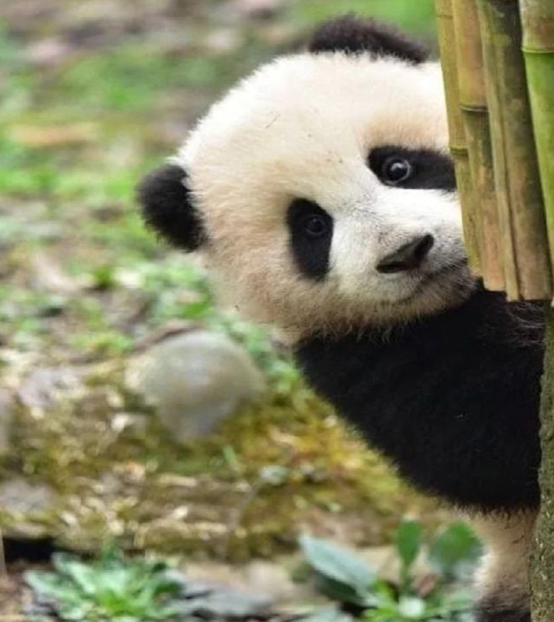 Cheezburger Image 10627261440