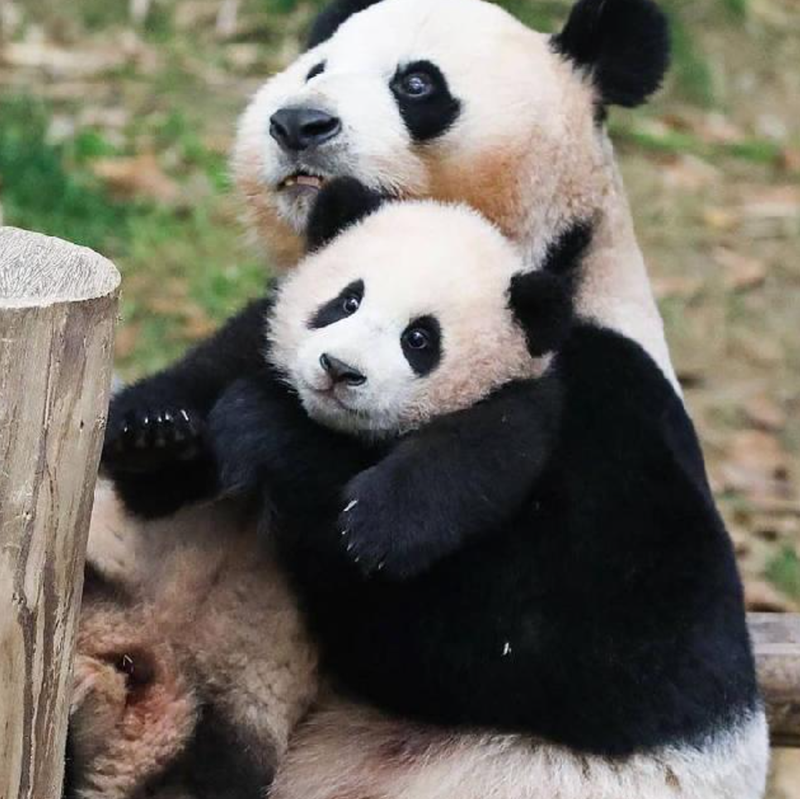 Cheezburger Image 10627261696