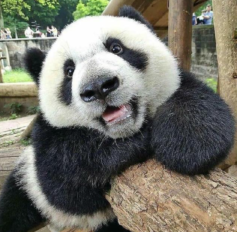 Cheezburger Image 10627262208