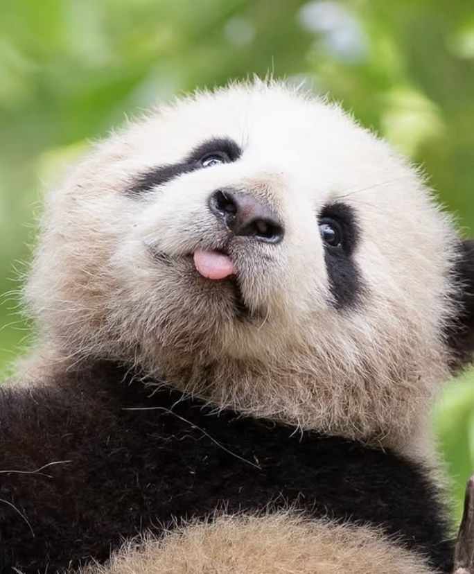 Cheezburger Image 10627262720