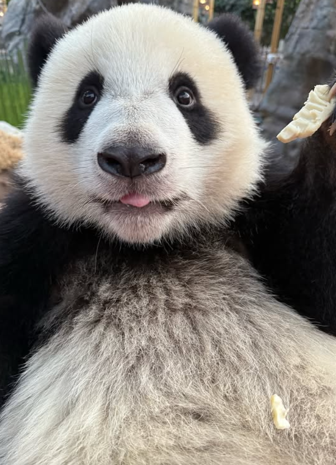 Cheezburger Image 10627264256