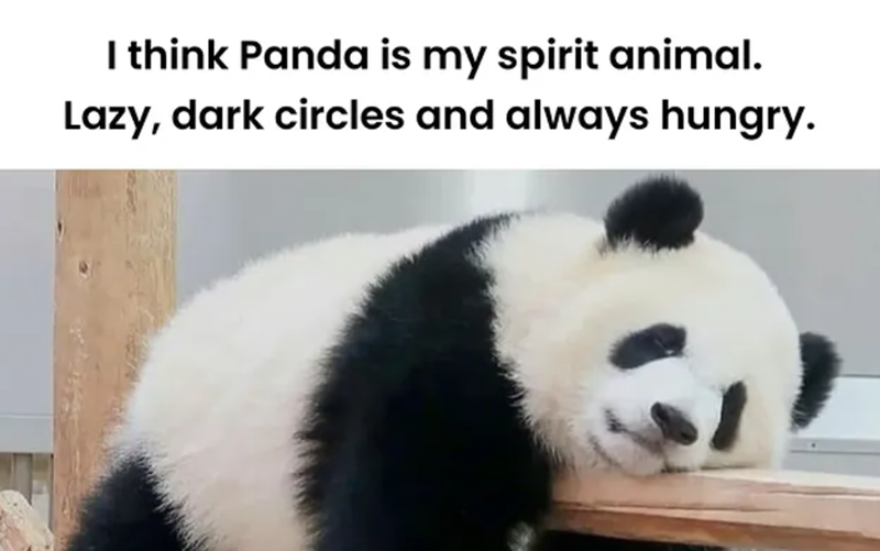 I think Panda is my spirit animal. Lazy, dark circles and always hungry.