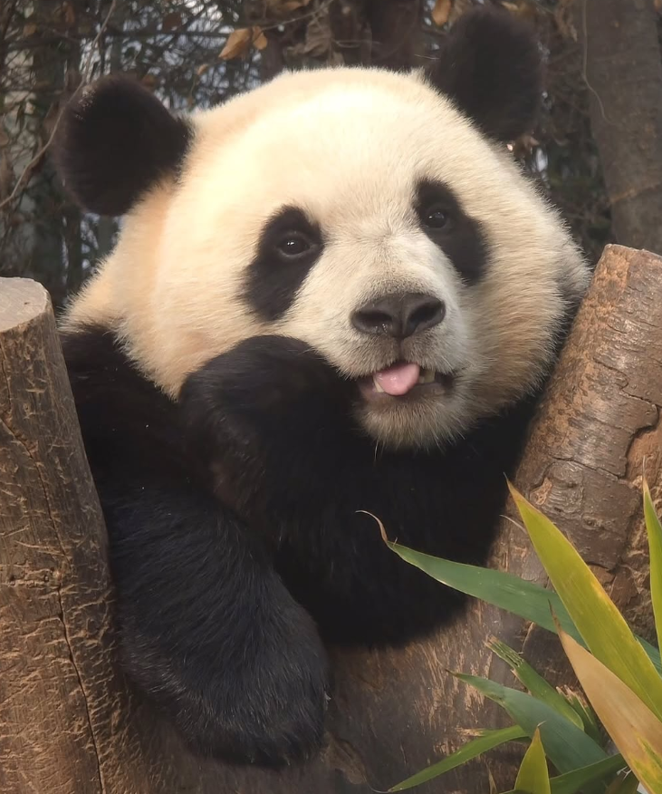 Cheezburger Image 10627266304