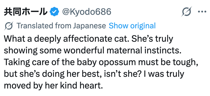 共同ホール - @Kyodo686 Translated from Japanese Show original What a deeply affectionate cat. She's truly showing some wonderful maternal instincts. Taking care of the baby opossum must be tough, but she's doing her best, isn't she? I was truly moved by her kind heart.