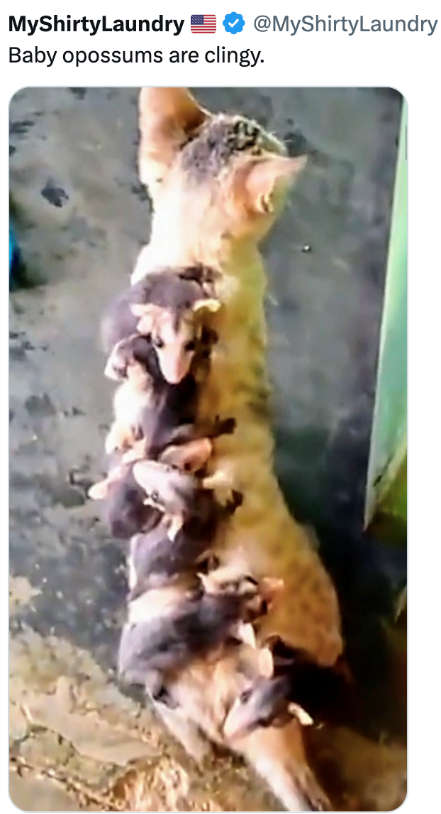 MyShirtyLaundry @MyShirty Laundry Baby opossums are clingy.