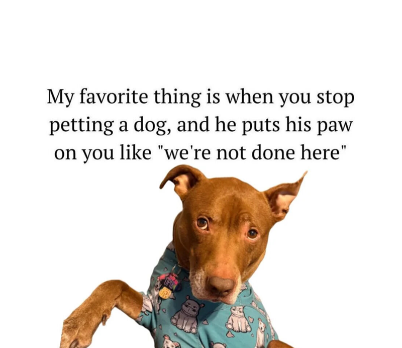 My favorite thing is when you stop petting a dog, and he puts his paw on you like "we're not done here"