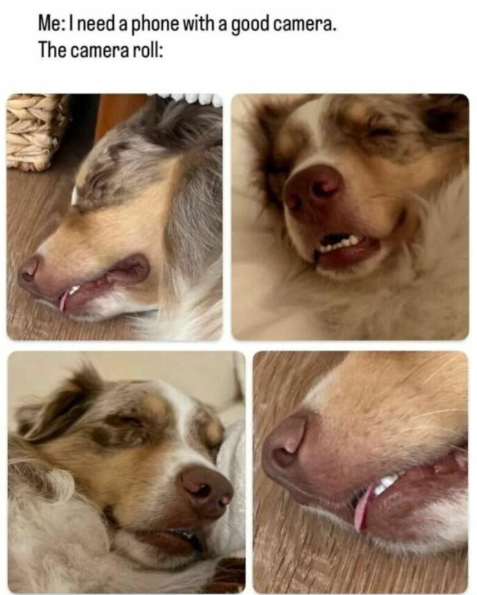 Me: I need a phone with a good camera. The camera roll: