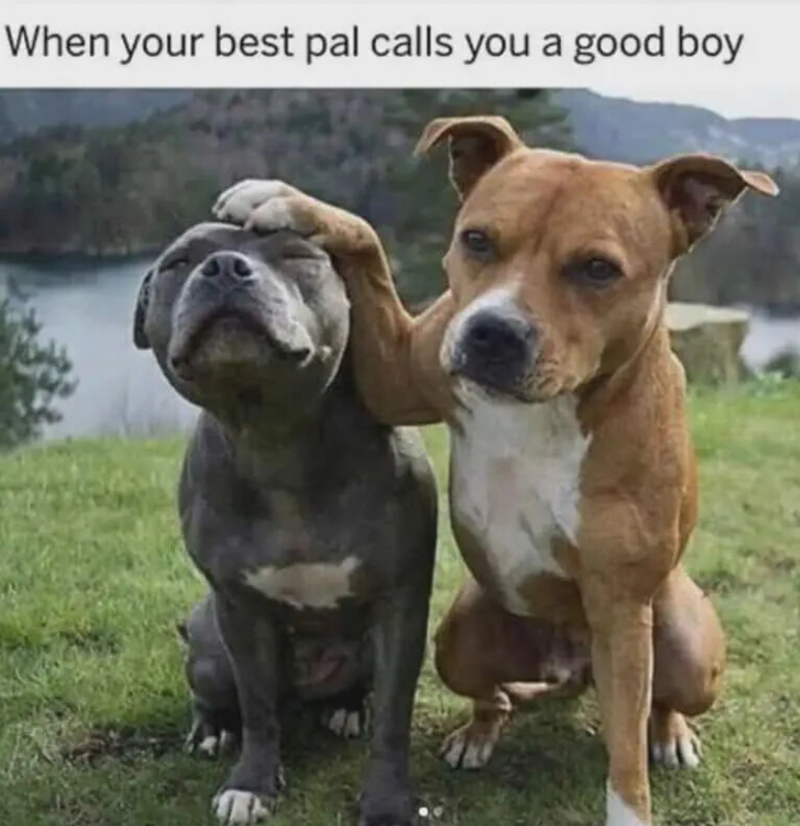 When your best pal calls you a good boy