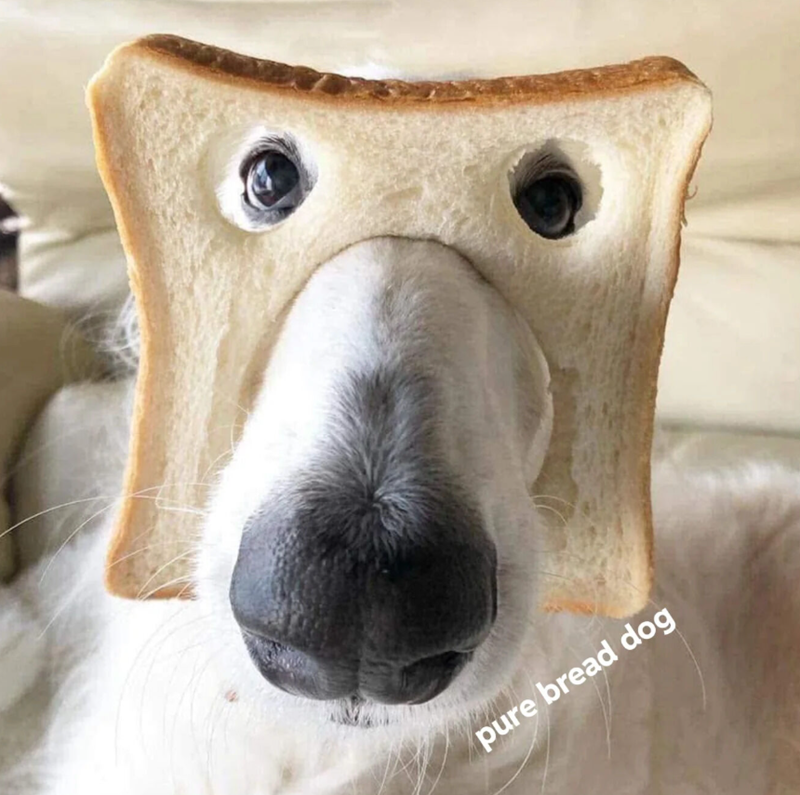 pure bread dog