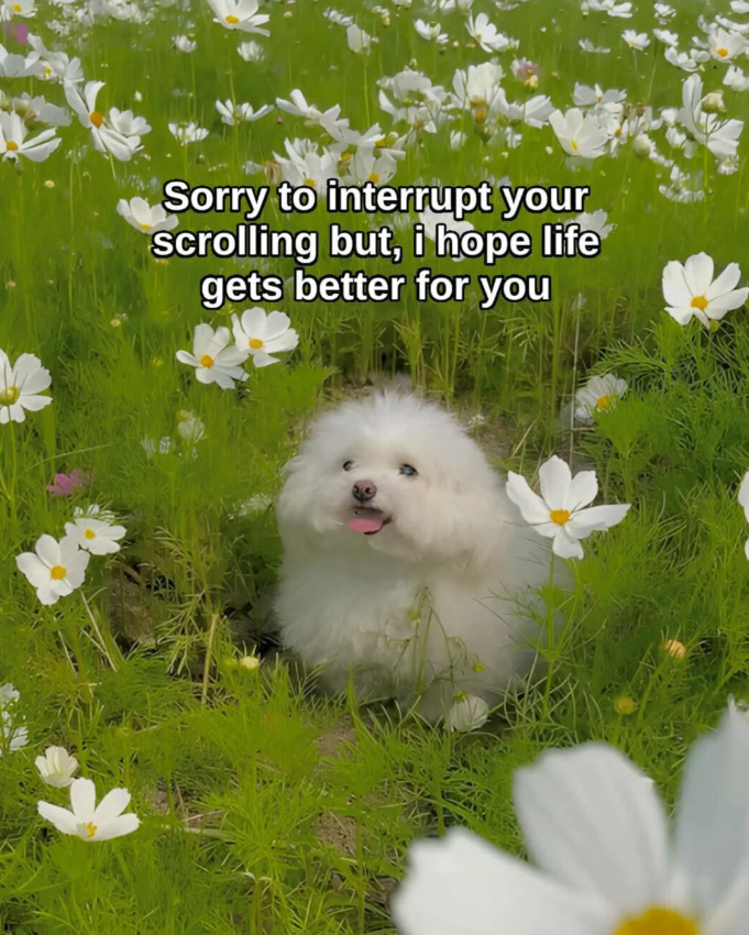 Sorry to interrupt your scrolling but, i hope life gets better for you