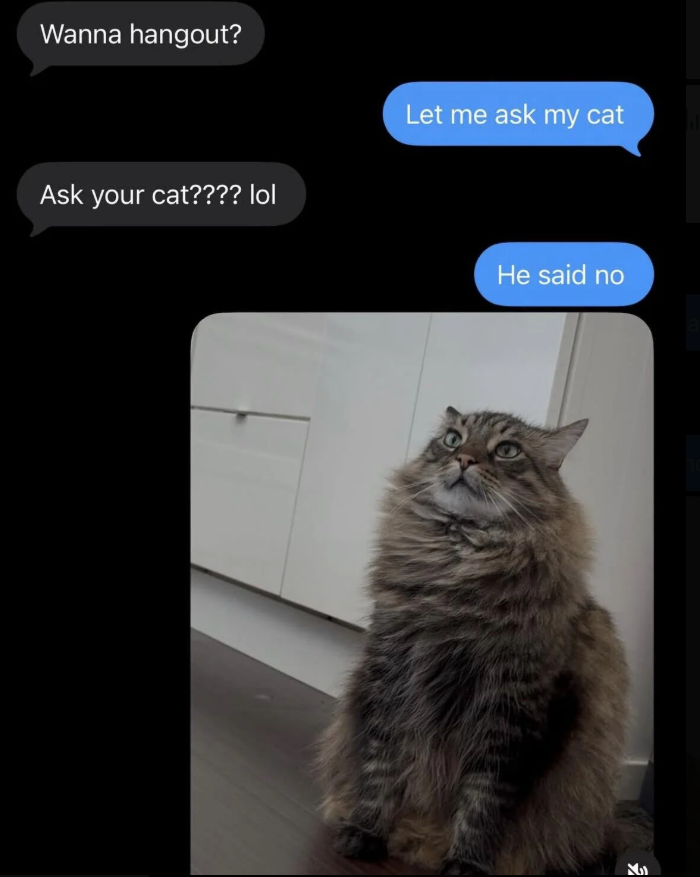 Wanna hangout? Ask your cat???? lol Let me ask my cat He said no M