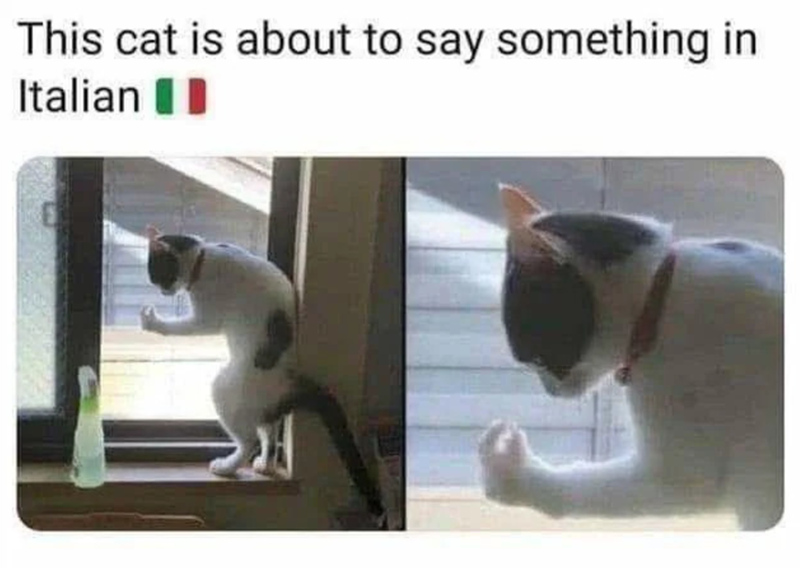 This cat is about to say something in Italian