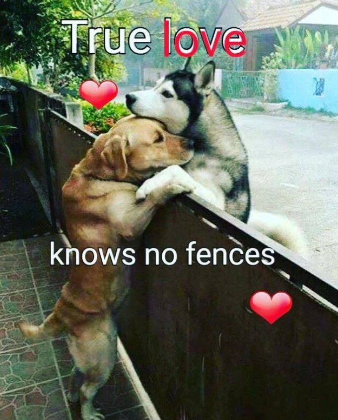 True love w knows no fences