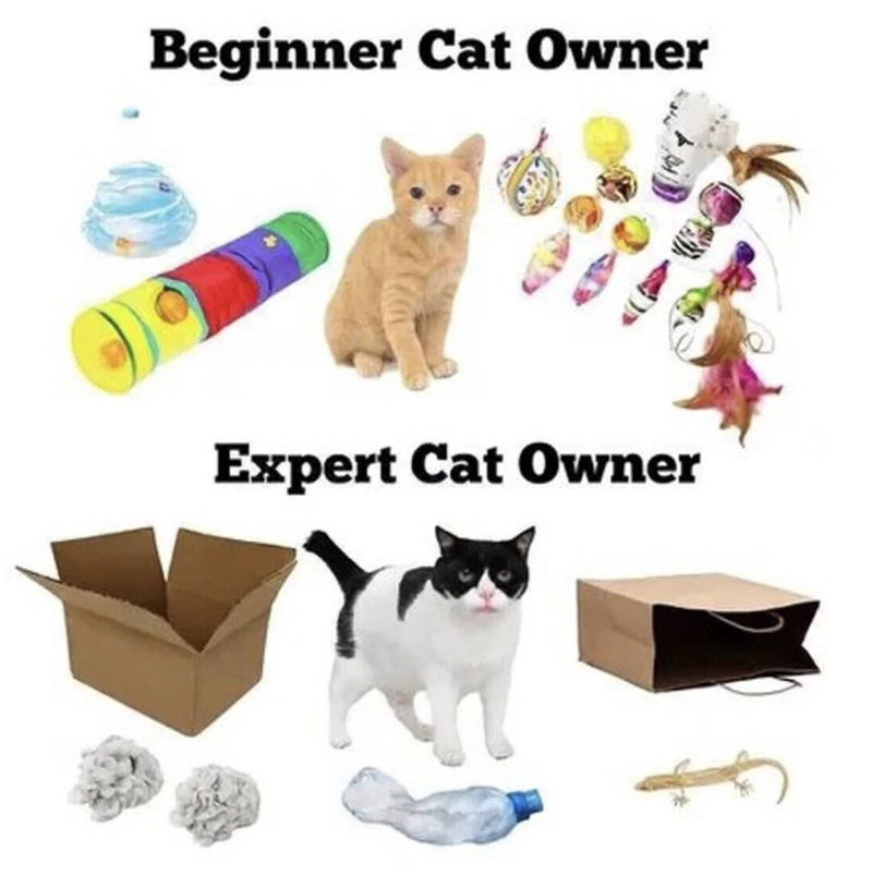 Beginner Cat Owner Expert Cat Owner