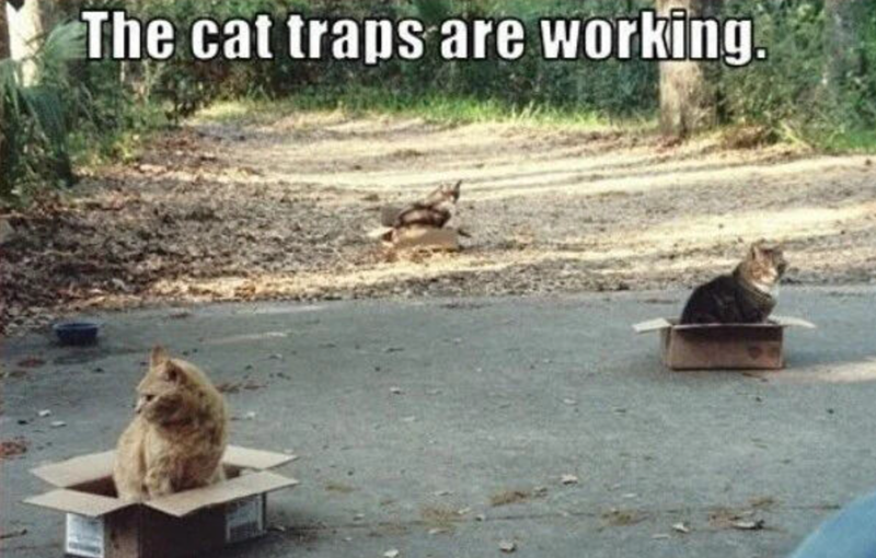 The cat traps are working.