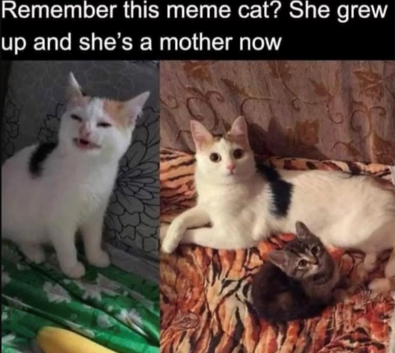 Remember this meme cat? She grew up and she's a mother now