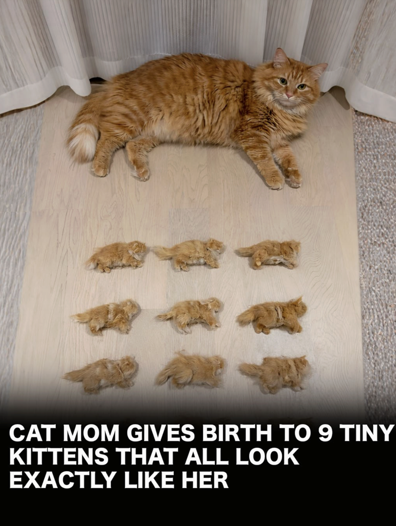 CAT MOM GIVES BIRTH TO 9 TINY KITTENS THAT ALL LOOK EXACTLY LIKE HER