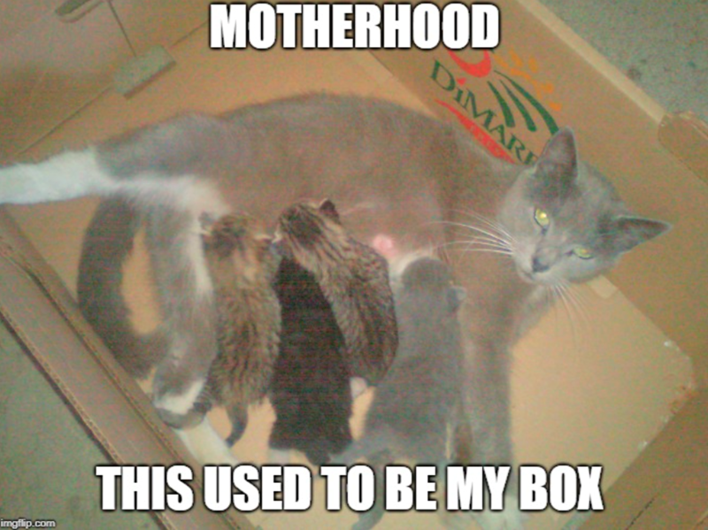 MOTHERHOOD DIMARE imgflip.com THIS USED TO BE MY BOX