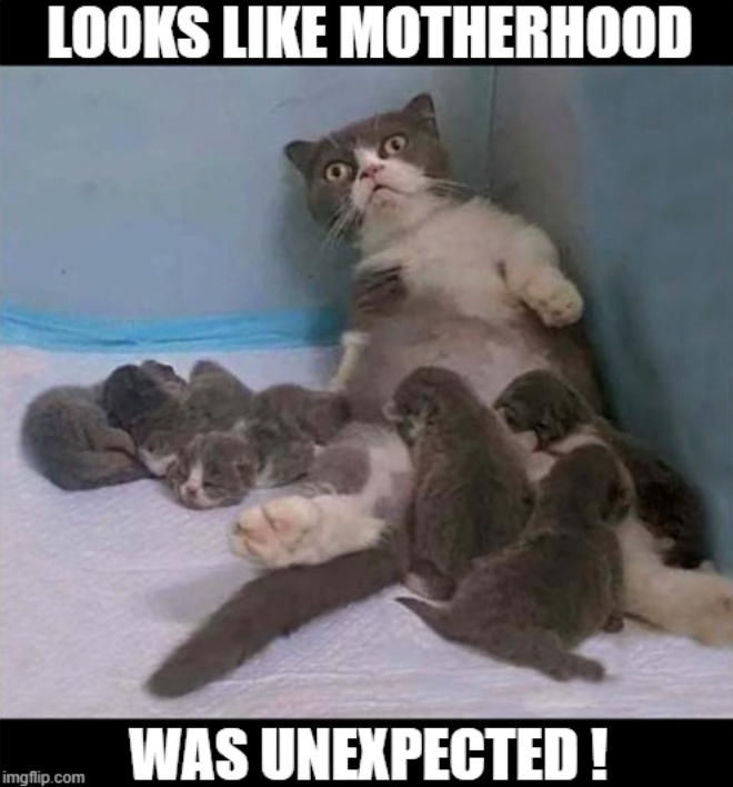 LOOKS LIKE MOTHERHOOD WAS UNEXPECTED! imgflip.com