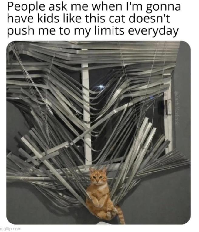 People ask me when I'm gonna have kids like this cat doesn't push me to my limits everyday mgflip.com @Zach Mcclintic