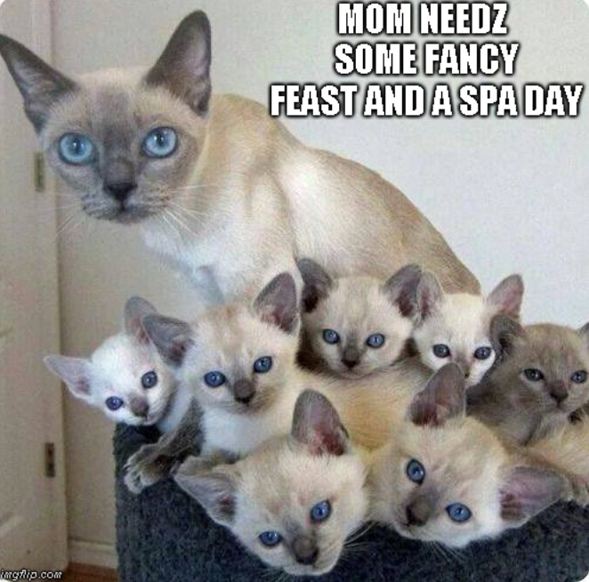 imgflip.com MOM NEEDZ SOME FANCY FEAST AND A SPA DAY